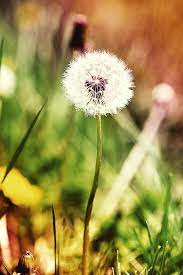 Puff Ball Dandelion Flowers Plants