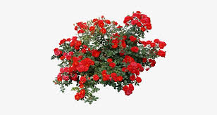 There are many different types of red roses. Tubes Arbres Arbustes Feuillages Tree Psd Red Red Rose Bush Png Transparent Png 460x361 Free Download On Nicepng