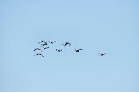 Résultat de recherche d'images pour "grue oiseau"
