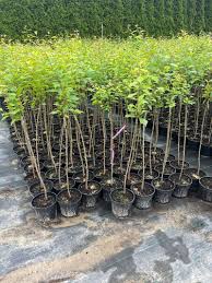 Image result for mandloň trojlaločná