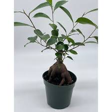 Image result for Ficus barteri