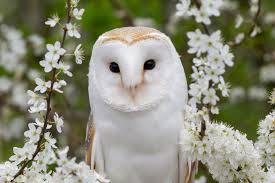 The very beautiful Barn Owl :) - Lesley Barker Photography | Facebook