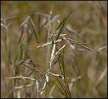 Image result for Hyparrhenia anamesa