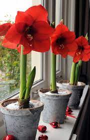 Pin On Bulbs Planting Flowering