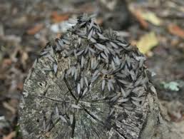How to get rid of termites in soil. How To Get Rid Of Termites Naturally Dengarden