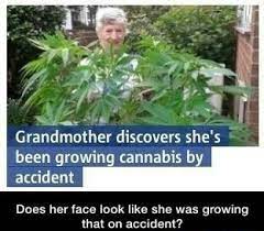 Ima Name My Bulbasaur Weed Nub Meme By That1mexican Memedroid