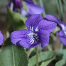Early Blue Violet (Viola adunca)