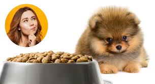 Shiranian shih tzu/pomeranian mixed dog breed information, including pictures, characteristics, and facts. Best Food For Pomeranian Puppy Dogs What To Feed Your Pom Puppy