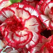 Pictures of flowers, different types of flowers with pictures and names, beautiful photos and images of flowers. Red And White Variegated Carnations Wholesale Flowers Diy Wedding Flowers