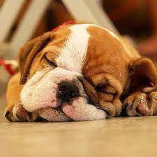 Precious Pup Snoring The Day Away English Bulldog Puppies Bulldog Puppies Cute Dogs