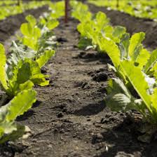 Image result for Lettuce Green 1977 Hussmann