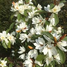 Image result for Pupalia grandiflora
