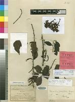 Image result for Agelanthus krausei