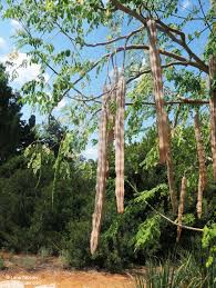 Image result for Moringa oleifera
