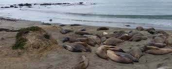 Check spelling or type a new query. Ano Nuevo State Park Pescadero California Womo Abenteuer