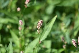Image result for Persicaria hystricula