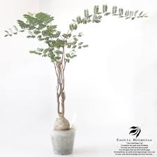 Image result for Elephantorrhiza elephantina