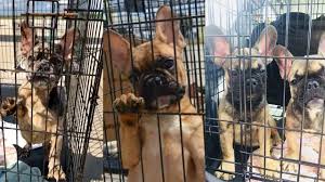 Transporting animals as cargo is dangerous, particularly for brachycephalic dogs canines with short, flat snouts that are often prone to inefficient breathing and cooling such as these french bulldog puppies, katie jarl, regional director for the humane society. French Bulldog Puppies Rescued From Hot Van Archives Azfamily Com