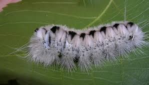 Black And White Striped Caterpillar With Spikes Don T Touch Caterpillar Seen Around Pa Can Cause Rash Fuzzy Caterpillar Moth Caterpillar Caterpillar