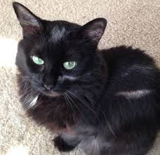 Doterra sources essential oils from all over the world. Essential Oils Danger For Cats Warning Signs To Look For