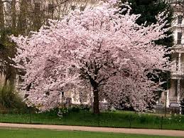 Cherry Blossom Tree Japanese Cherry Tree Cherry Blossom Tree Japanese Cherry Blossom