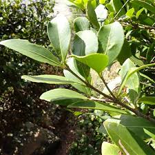 Image result for Elaeodendron
