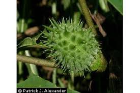 Image result for Datura stramonium