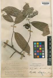 Image result for Huberantha