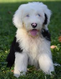 Please sign up to get our contact. Wonderful Sheepadoodle Sheepadoodle Puppy Pet Dogs Puppies Pets Dogs Breeds