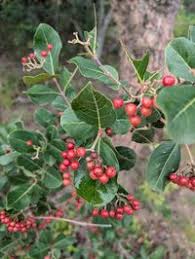 Image result for Psorospermum febrifugum