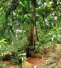 Tropical Rainforest Trees Google Search Rainforest Trees Tropical Tree Tree