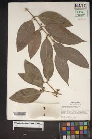 Image result for Cassipourea