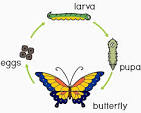 Complete Metamorphosis: Definition and Examples | Biology ...