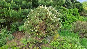 Image result for Scoparia