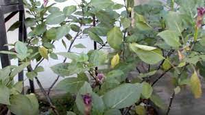 Kecubung juga bisa membuat seseorang keracunan. Manfaat Daun Kecubung Yang Jarang Diketahui Harapan Rakyat Online