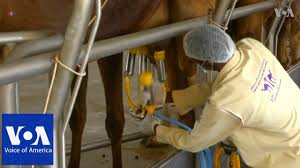 First camel milk & powder producer in the uae. Uae Company Turns Camel Milk Into Baby Formula Youtube
