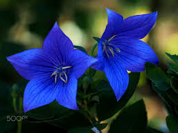 Chinese Bellflower Bellflower That Images Fall In Japan Bellflower Flowers Plants