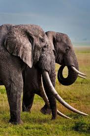 Elephants Avec Images Animaux Exotiques Royaume Des Animaux