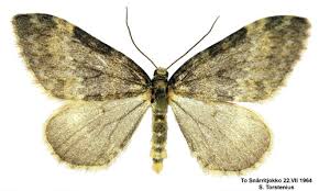 Image result for Entephria byssata