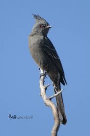 phainopepla phainopepla nitens tropikal kus