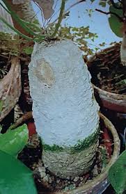 Image result for Trochomeria macrocarpa