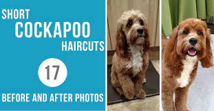 Check spelling or type a new query. Short Cockapoo Haircut Styles 17 Before And After Photos