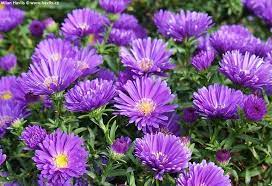 Aster Magic Purple Purple Flowers Purple Aster