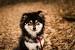 Rare Long Haired Shiba Inu