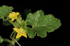 Image result for Cucumis engleri