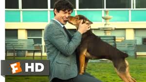 Watch hd movies online for free and download the latest movies. A Dog S Way Home 2018 Finding Her Human Scene 9 10 Movieclips Youtube