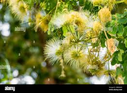 Image result for Albizia lebbeck
