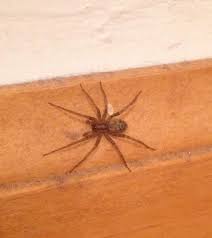 The first thing that you should do is to seal your house from potential entrances. Identification Of A Spider From My Basement Biology Stack Exchange