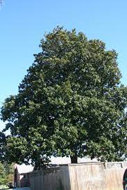Elegant, evergreen and a native us. Southern Magnolia Delaware Trees