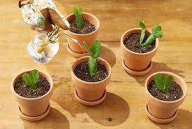 Image result for cactus cuttings